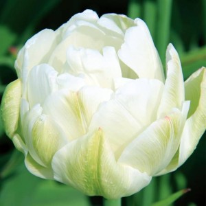 Tulipan pełny Casablanca 5 szt.