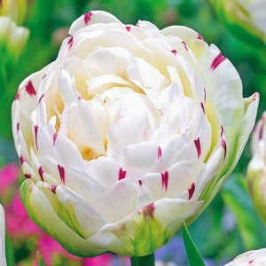 Tulipan pełny Danceline 5 szt.