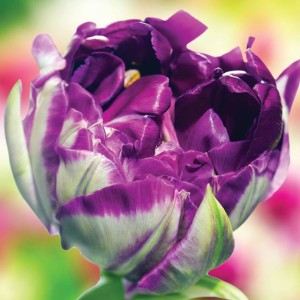 Tulipan pełny Lilac Perfection 5 szt.