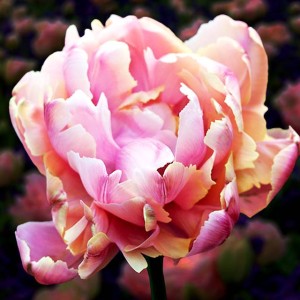 Tulipan pełny Pink Star 5 szt.