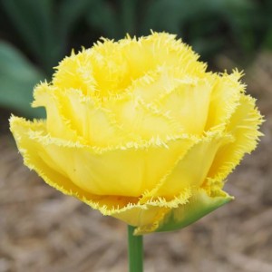 Tulipan strzępiasty Mon Amour 5 szt.