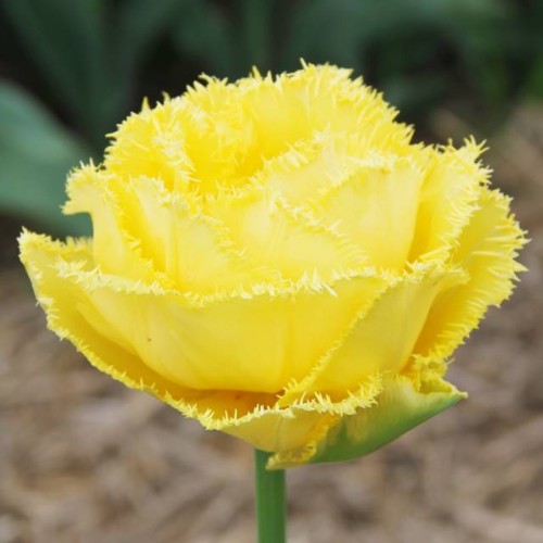 Tulipan strzępiasty Mon Amour 5 szt.