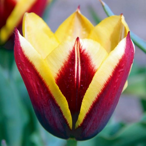 Tulipan Triumph Gavota 5 szt. 12/+