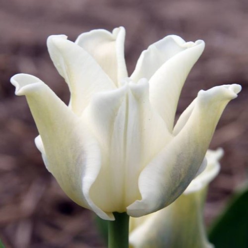Tulipan Triumph White Liberstar 5 szt.