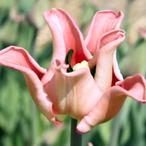 Tulipan Triumph Witty Picture 5 szt.