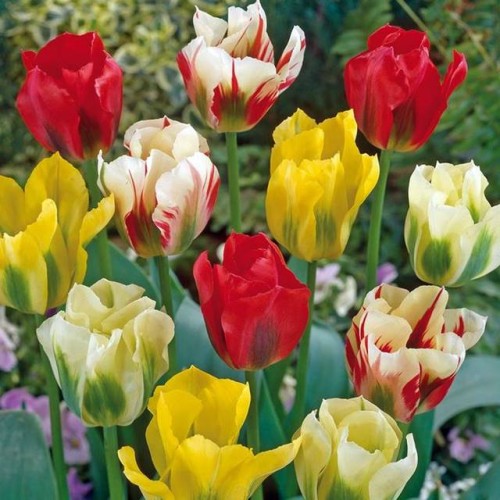 Tulipan zielonokwiatowy mieszanka mix 10 szt.