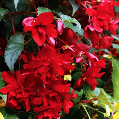 Begonia pendula zwisająca czerwona 5 szt.