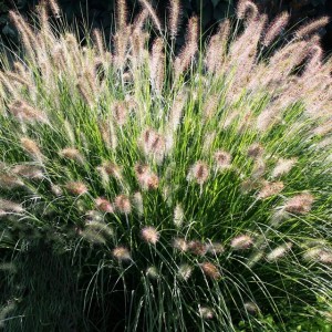 Pennisetum Rozplenica Hameln Trawa ozdobna 1 szt.