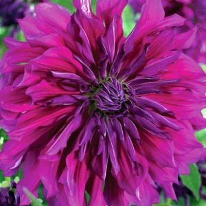 Dalia talerzowa Purple Taiheijo 1 szt.