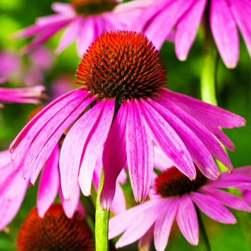 Echinacea Jeżówka fioletowa 1 szt.