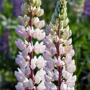 Lupinus Łubin trwały biały 1 szt.