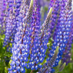 Lupinus Łubin trwały niebieski 1 szt.