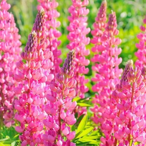 Lupinus Łubin trwały różowy 1 szt.