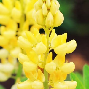 Lupinus Łubin trwały żółty 1 szt.