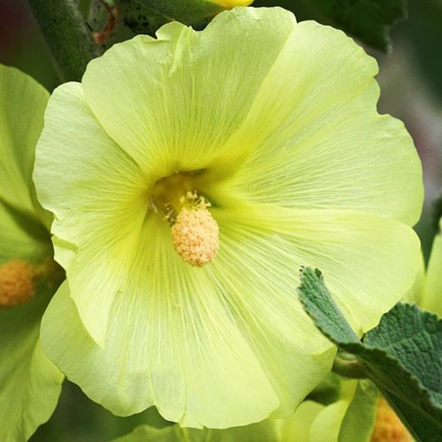 Alcea Malwa pojedyncza Sunshine 1 szt.