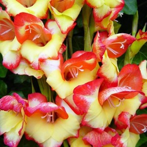 Gladiolus nanus Mieczyk karłowy Las Vegas 5 szt.