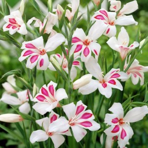 Gladiolus nanus Mieczyk karłowy Prins Claus 5 szt.