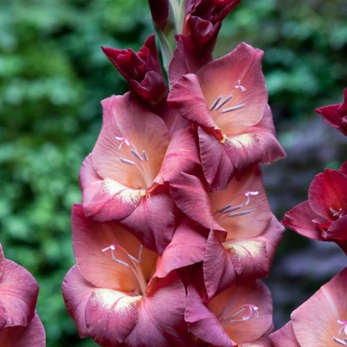 Gladiolus Mieczyk Bambino Penny Lane 5 szt.