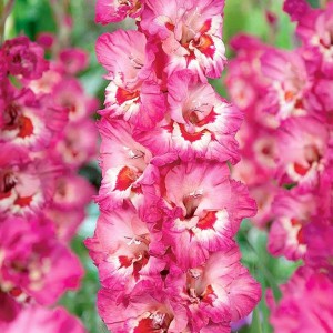 Gladiolus Mieczyk Wielkokwiatowy Vandohla 5 szt.
