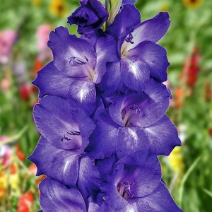 Gladiolus Mieczyk Wielkokwiatowy Performer 5 szt.