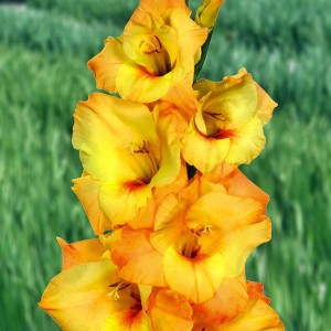 Gladiolus Mieczyk Wielkokwiatowy Banifay 5 szt.