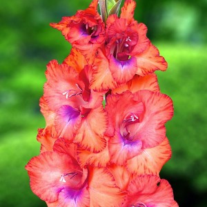 Gladiolus Mieczyk Wielkokwiatowy Lucky Lips 5 szt.
