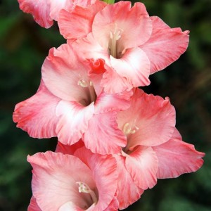 Gladiolus Mieczyk wielkokw. Spic and Span 5 szt.