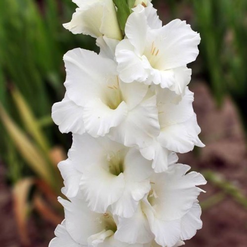 Gladiolus Mieczyk Bangladesh 5 szt.