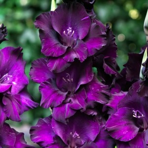 Gladiolus Mieczyk wielkokwiat. Black Velvet 5 szt.