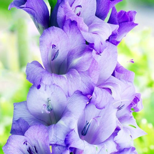 Gladiolus Mieczyk Blue Tropic 5 szt.