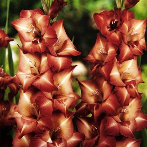 Gladiolus Mieczyk Wielkokwiatowy Antica 5 szt.