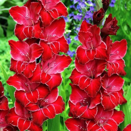 Gladiolus Mieczyk Baccara 5 szt.