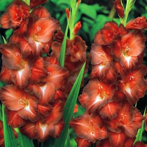 Gladiolus Mieczyk Chocolate XXL 5 szt. 14/16