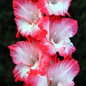 Gladiolus Mieczyk Wielkokwiatowy Pink Lady 5 szt.