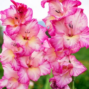 Gladiolus Mieczyk Priscilla XXL 5 szt. 14/16