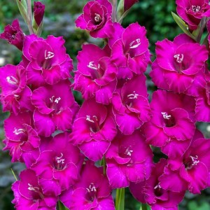 Gladiolus Mieczyk Wielkokwiatowy Setubal 5 szt.
