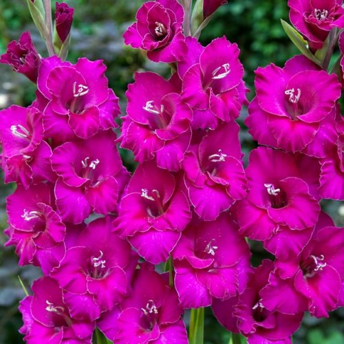 Gladiolus Mieczyk Wielkokwiatowy Setubal 5 szt.