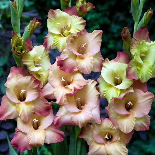 Gladiolus Mieczyk wielkokwiatowy Shooter 5 szt.