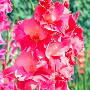 Gladiolus Mieczyk Wielkokwiatowy Titanic 5 szt.