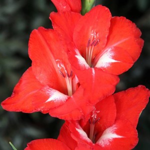 Gladiolus Mieczyk wielkokwiatowy Traderhorn 5 szt