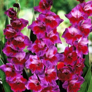 Gladiolus Mieczyk wielkokwiat. Velvet Eyes 5 szt.