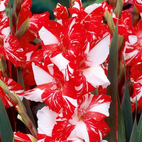 Gladiolus Mieczyk Zizane 5 szt.