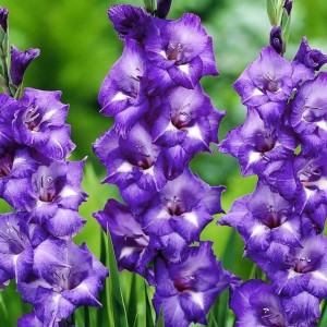 Gladiolus Mieczyk Wielkokwiatowy Blue Isle 5 szt.