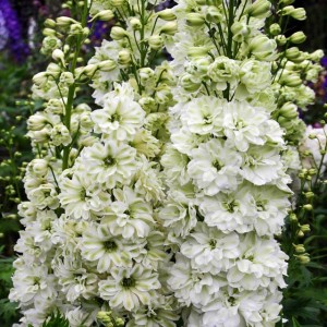 Delphinium Ostróżka biała 1 szt.