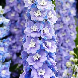 Delphinium Ostróżka bicolor 1 szt.
