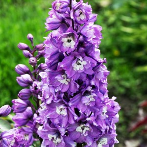 Delphinium Ostróżka Trwała Ruby Tuesday 1 szt.