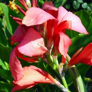 Kanna Paciorecznik Pfitzer's Shell Pink 1 szt.