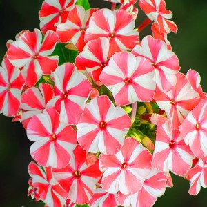 Phlox Flox Płomyk Peppermint Twist 1 szt.