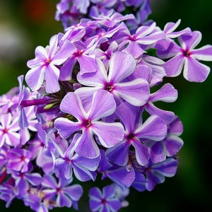 Phlox Flox Płomyk wiechowaty All in One 1 szt.