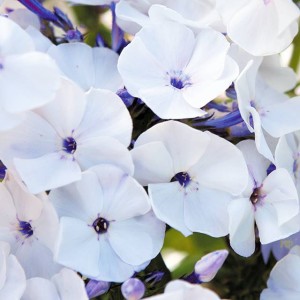 Phlox Flox Płomyk wiechowaty Blue Ice 1 szt.